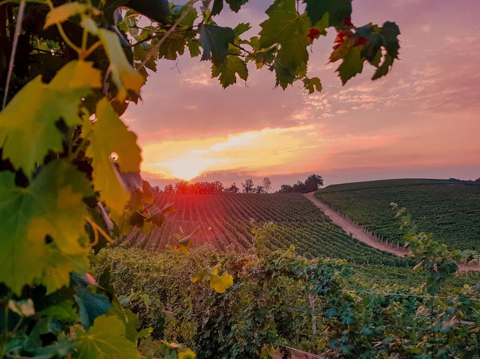 Weinberg bei Sonnenuntergang – italienische Weine und Prosecco